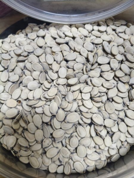 بزر بطيخ ابيض جامبو