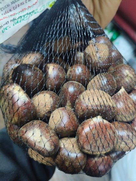 كستناء تركي