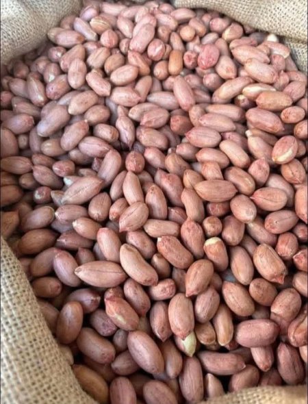 فستق ني حب كامل