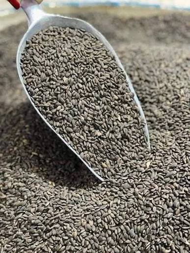 بذور القريش