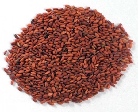 بذور حب الرشاد